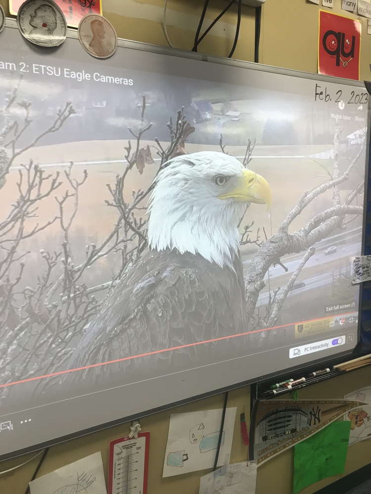 2nd graders watching the eagle